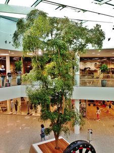 Baum / bucida buceras