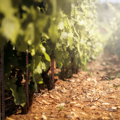 COR-TEN®-Stahl-Pflanzenstütze - VINEYARDS PAN®-PROPS - Defim Orsogril - Pfahl / für den Landwirtschaftsbedarf