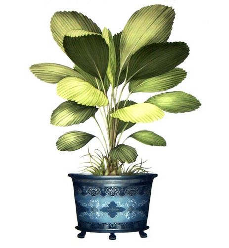 Wand-Stoff - LICUALA FR - Equipo DRT - Motiv / Blumenmotive / Baumwolle