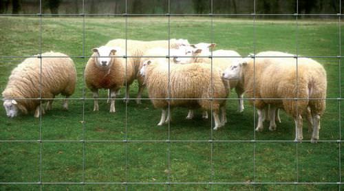 Maschendrahtzaun - PÂTURAGE - LIPPI - für Tiergehege / Metall