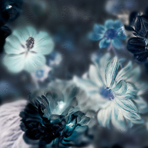 Moderne Tapete - BLOSSOM INVERTED - Devon&Devon - Blumenmotiv / Stoffoptik / blau