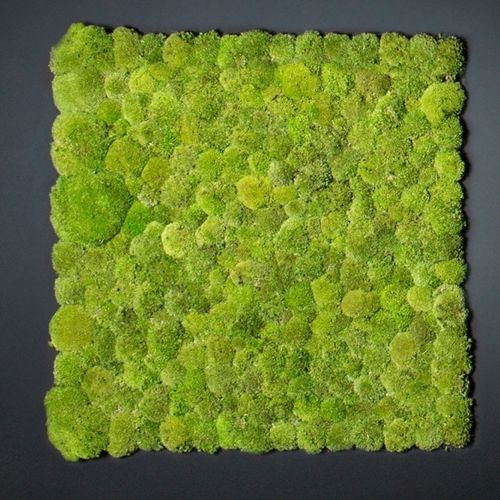 Stabilisierte Wandbegrünung - POLEMOSS - VGnewtrend - kundenspezifisch / modulare Platte / natürlich