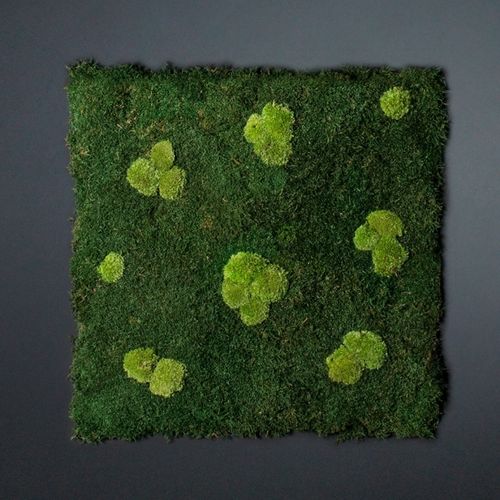 Stabilisierte Wandbegrünung - FLATMOSS CON POLEMOSS - VGnewtrend - kundenspezifisch / modulare Platte / natürlich