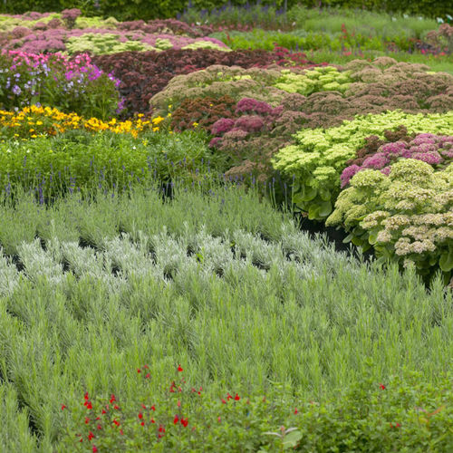 Nährboden-Anzuchtsubstrat - FLORAFLEUR - JIFFY - Stopfen / in Säcken / für Blumen