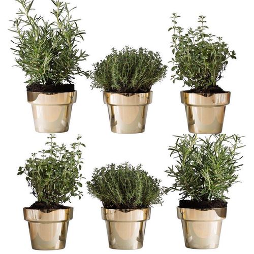 Blech-Pflanzgefäß - HERB - SKULTUNA - Messing / rund / konisch