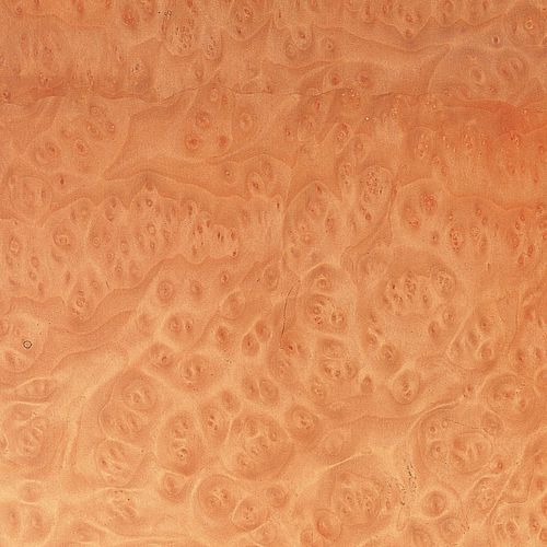 Holzfurnier - MADRONE BURL - SCHORN&GROH