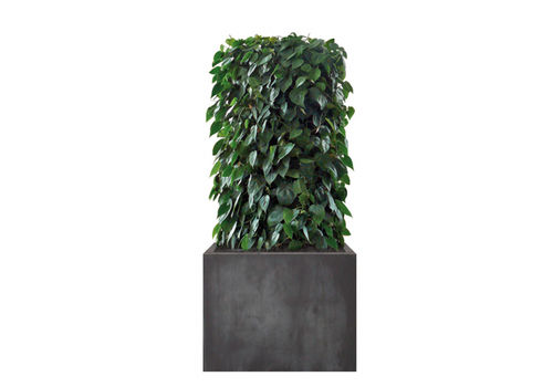 Wandbegrünung für den Innenraum - PHILODENDRON  - Artaqua - Modularbaustrukturen