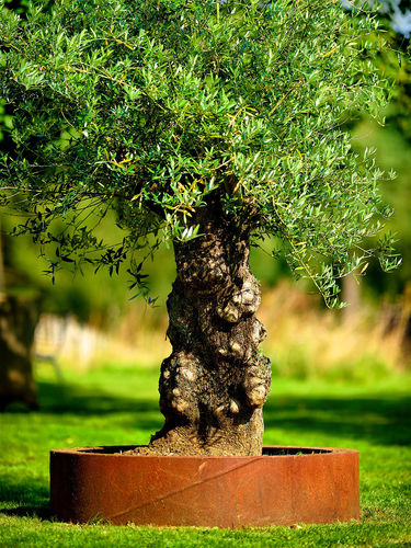 COR-TEN®-Stahl-Pflanzkübel - BACS DE JARDINAGE - PK70 - rechteckig / quadratisch / halbrund