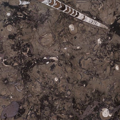 Marmorfliesen - FOSSIL BROWN - Elite Stone - für den Innenraum / Wand / für Fußboden