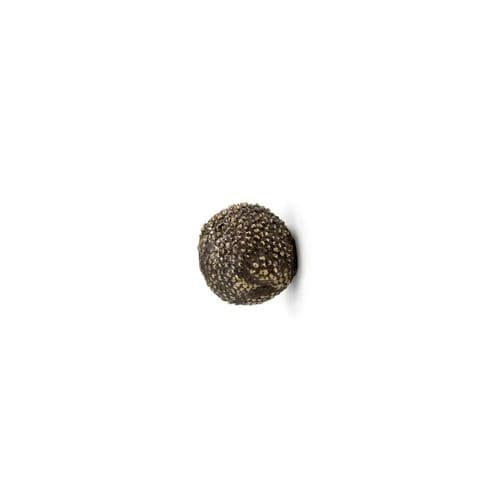 Möbelknopf / originelles Design - MAPLE EA1019 - PullCast - gebürstetes Messing / poliertes Messing
