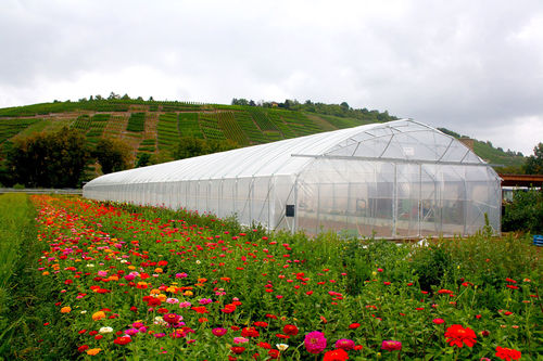 Gewächshaus für Gewerbegebrauch - EASYART - Europrogress - für Hobbygärten / botanisch / Einfachtunnel