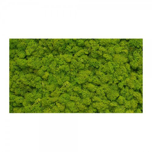 Stabilisierte Wandbegrünung - MNLM-605-16 - green Habitat - natürlich / Polster Moos / für den Innenraum