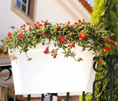 Polypropylen-Pflanzgefäß - CAPRI : BALCONY BOX  - Artevasi, S.A - Aufbau / rechteckig