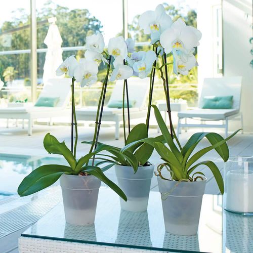 Polypropylen-Pflanzgefäß - CAPRI : ORCHID - Artevasi, S.A - freistehend / rund
