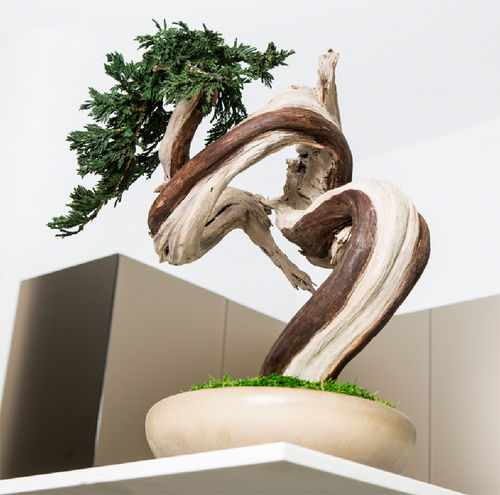 Stabilisierte Zierpflanze SHAPESSINUOUS TREE Greenarea Bonsai