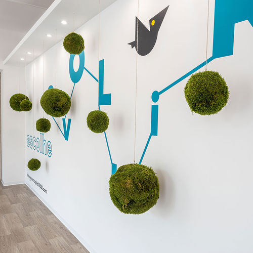Stabilisierte Zierpflanze - KOKEDAMAS - Greenarea - Kugeln / kleinformatig / mittelgroß