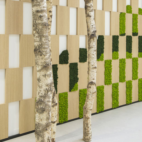 Holzbohle - CUSTOM &middot; MOSS&amp;PLANTS &middot; MID : BIRCH TRUNKS - Greenarea