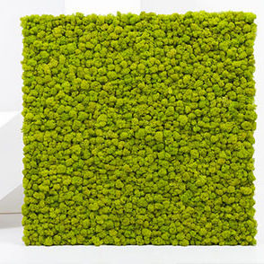 Modulare Platten Wandbegrünung - PANEL MOSS LICHEN - BM PIANTE STABILIZZATE - natürlich / Polster Moos / für den Innenraum