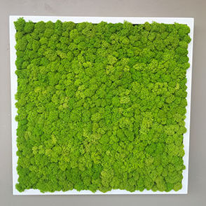Stabilisierte Wandbegrünung - LICHEN FRAMEWORKE - BM PIANTE STABILIZZATE - modulare Platte / natürlich / für den Innenraum