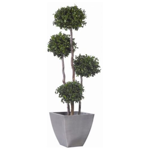 Stabilisierte Zierpflanze - PITTOSPORUM - Végétal Indoor - großformatig / für den Innenraum