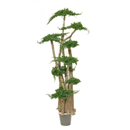 Stabilisierte Zierpflanze JUNIPERUS Végétal Indoor Bonsai