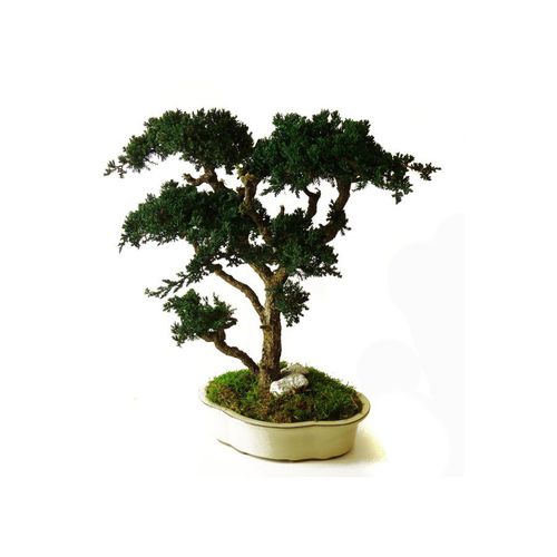 Stabilisierte Zierpflanze - JUNIPERUS GRAND - Végétal Indoor - Bonsai / mittelgroß / für den Innenraum