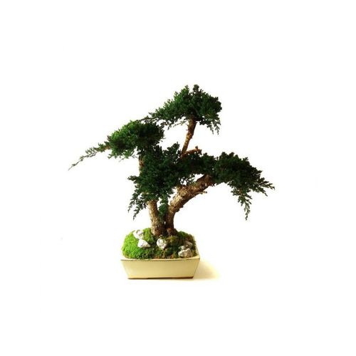 Stabilisierte Zierpflanze - JUNIPERUS MOYEN - Végétal Indoor - Bonsai / mittelgroß / für den Innenraum