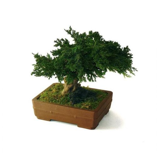 Stabilisierte Zierpflanze - JUNIPERUS PETIT - Végétal Indoor - Bonsai / kleinformatig / für den Innenraum