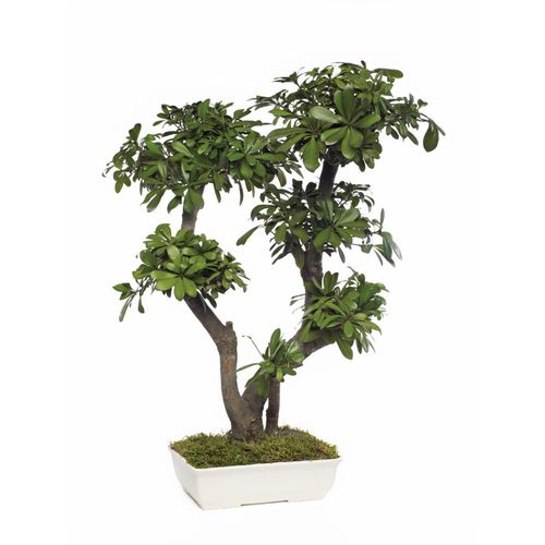 Stabilisierte Zierpflanze - PITTOSPORUM TOBIRA GRAND - Végétal Indoor - Bonsai / großformatig / für den Innenraum
