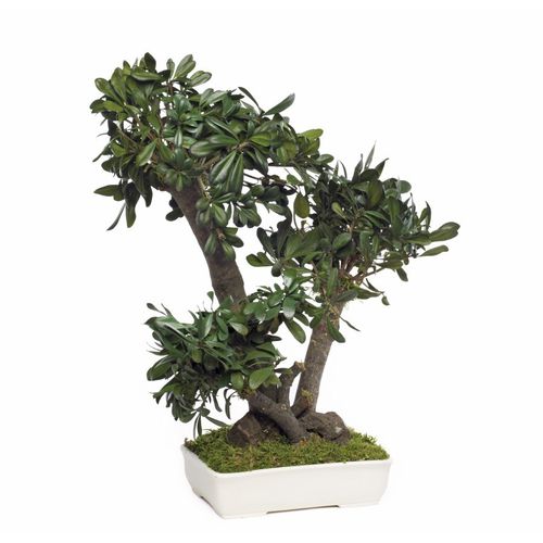 Stabilisierte Zierpflanze - PITTOSPORUM TOBIRA MOYEN - Végétal Indoor - Bonsai / mittelgroß / für den Innenraum