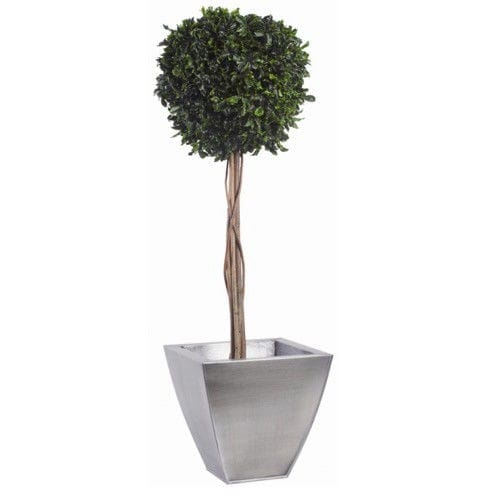 Stabilisierte Zierpflanze - TOPIAIRE BOULE DE BUIS (PITTOSPORUM) - Végétal Indoor - Kugeln / großformatig / für den Innenraum