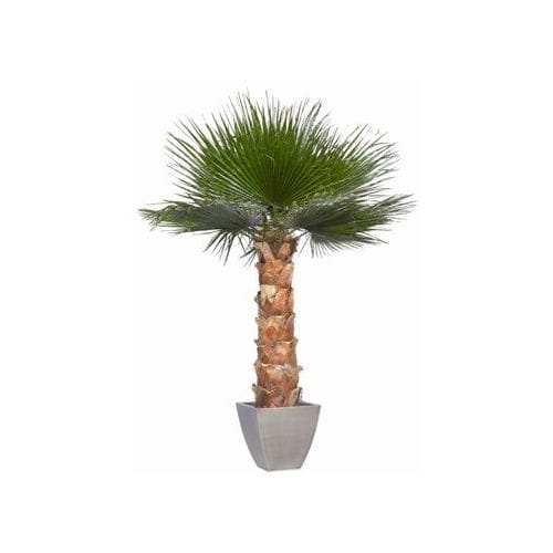 Stabilisierte Zierpflanze WASHINGTONIA Végétal Indoor Palmen