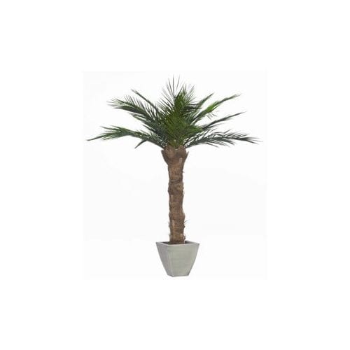 Stabilisierte Zierpflanze PHOENIX Végétal Indoor Palmen
