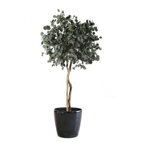 Stabilisierte Zierpflanze - POPULUS SUR TIGE - Végétal Indoor - Eukalyptus / großformatig / für den Innenraum