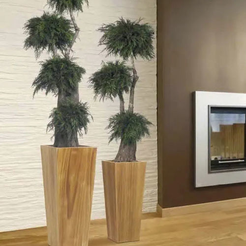 Stabilisierte Zierpflanze - THUYA - Végétal Indoor - Bonsai / kleinformatig / für den Innenraum