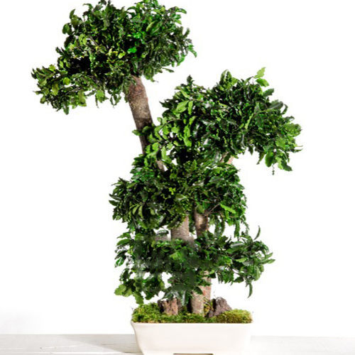 Stabilisierte Zierpflanze - PITTOSPORUM - Végétal Indoor - Bonsai / mittelgroß / für den Innenbereich