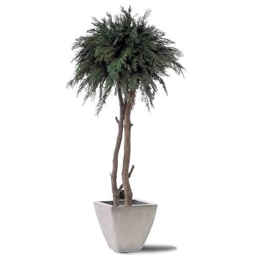 Stabilisierte Zierpflanze THUJA LinfaDecor Zypressen