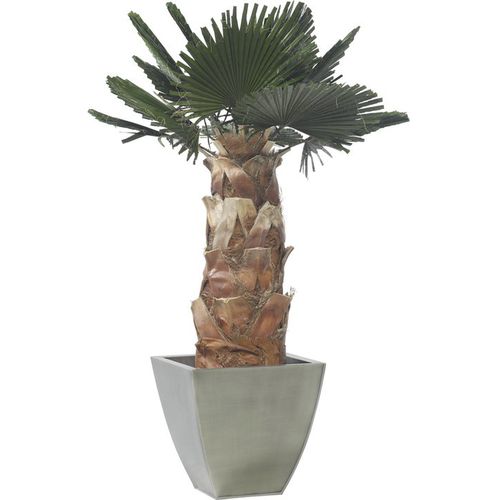 Stabilisierte Zierpflanze WASHINGTONIA LinfaDecor Palmen