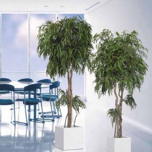 Stabilisierte Zierpflanze COPA PENDULA LinfaDecor Eukalyptus