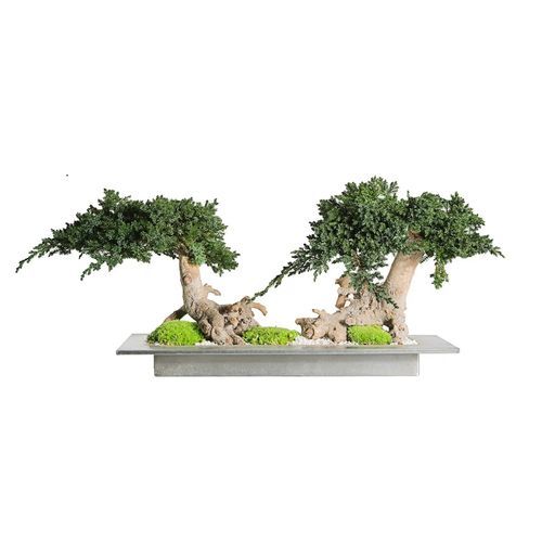 Stabilisierte Zierpflanze JUNIPERUS DOBLE LinfaDecor Bonsai