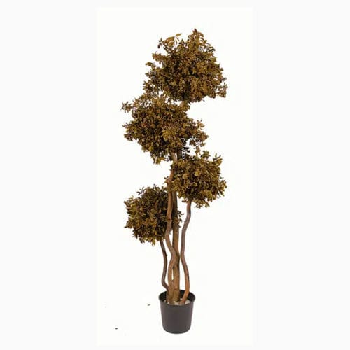 Stabilisierte Zierpflanze GREEN 4 BOULE PITOSPORO LinfaDecor