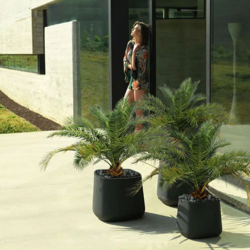 36+ Kleine Zierpflanze Palme, Die bergpalme ist besonders