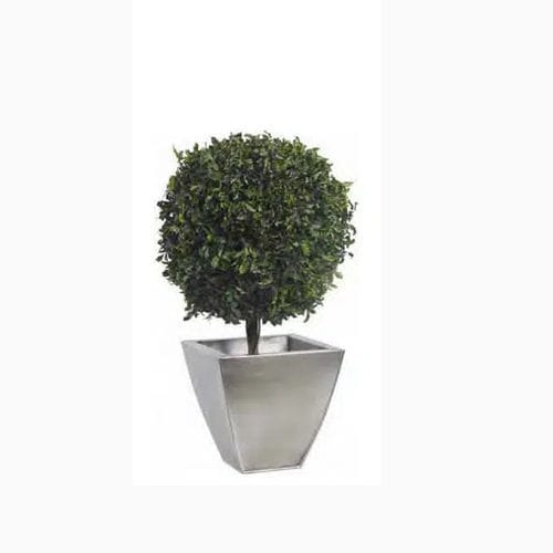 Stabilisierte Zierpflanze GREEN PITOSPORO BASE TOPIARY LinfaDecor