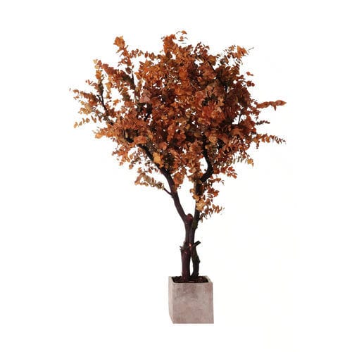 Stabilisierte Zierpflanze LinfaDecor Eukalyptus / großformatig