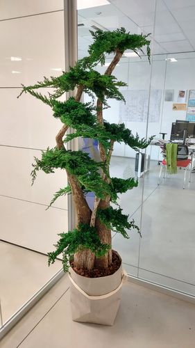 Stabilisierte Zierpflanze LinfaDecor Jumbo Juniperus / mittelgroß