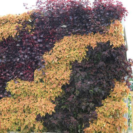 Vertikaler Garten / lebende Pflanzen - COLEUS & IRISINE  - LiveWall - natürlich / für Außenbereich