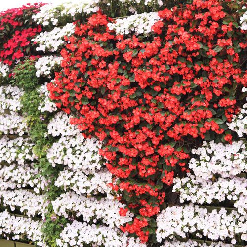 Wandbegrünung / lebende Pflanzen - BEGONIAS & SUNPATIENS  - LiveWall - natürlich / für Außenbereich