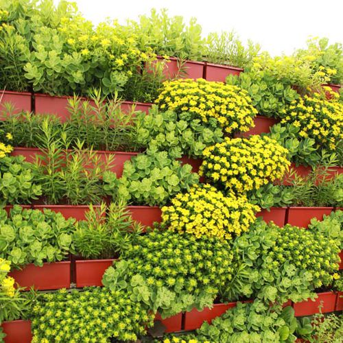 Vertikaler Garten / lebende Pflanzen - COLD-HARDY SUCCULENT  - LiveWall - natürlich / für Außenbereich