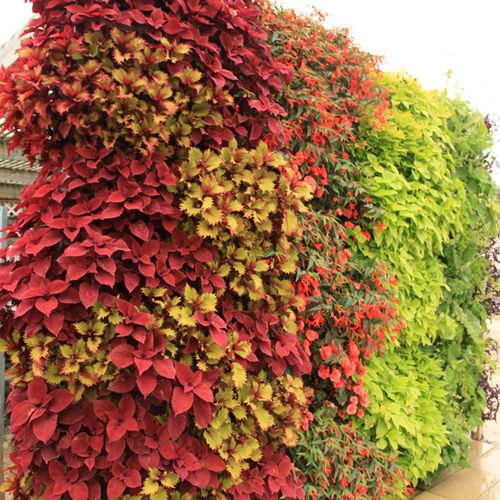 Vertikaler Garten / lebende Pflanzen - COLORFUL - LiveWall - natürlich / für Außenbereich