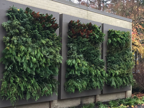 Wandbegrünung / lebende Pflanzen - CUT GREENS FOR CHRISTMAS - LiveWall - natürlich / für Außenbereich